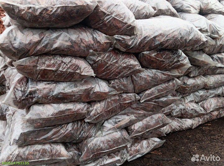 Кора лиственницы: секреты здоровья