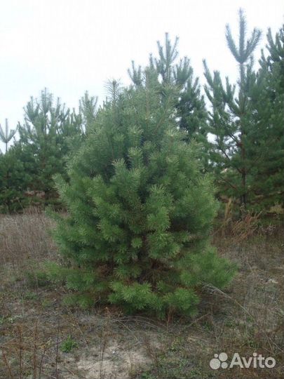 Сосна гибридная сосна ель
