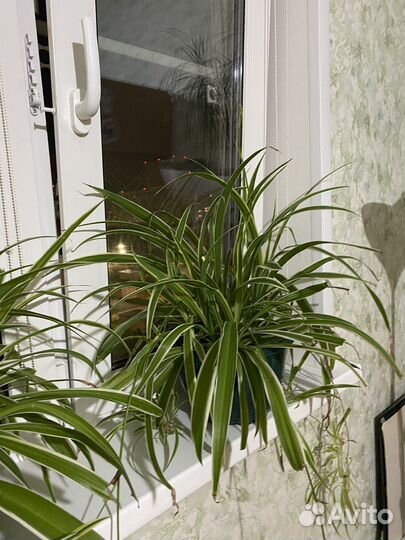 Хлорофитум