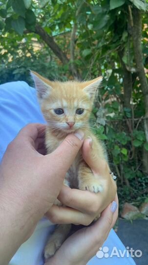 Отдам котенка в добрые руки