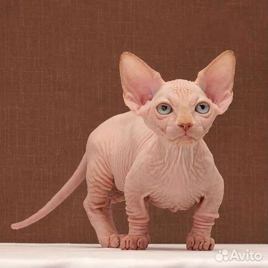 Канадский сфинкс, эльф, двэльф, бамбино