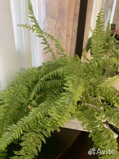 Папоротник