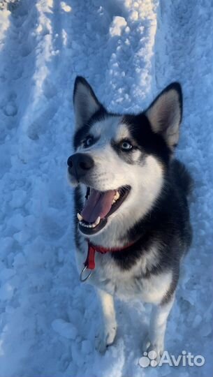 Ищем суку для вязки