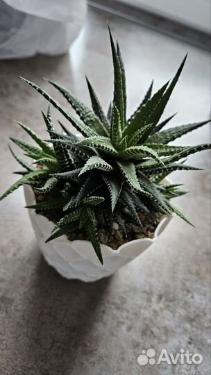 Хавортия детки