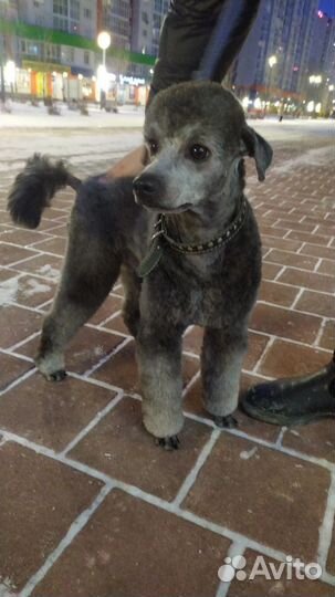 Собака для вязки