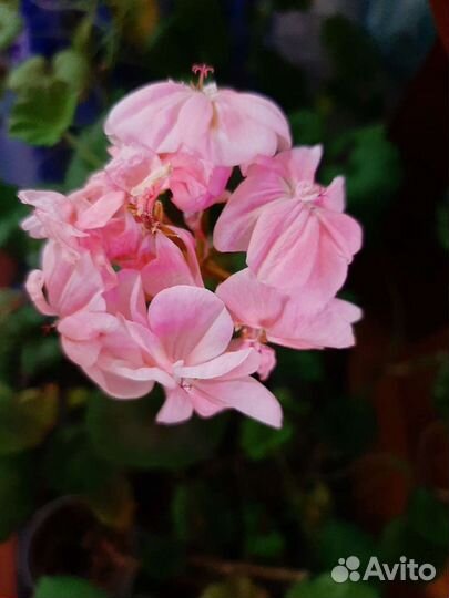 Пеларгония