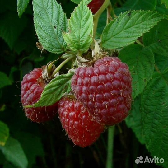 Саженцы малины