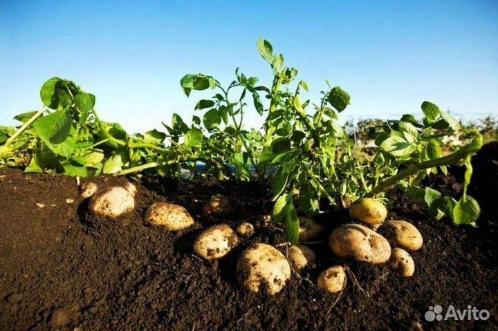 Грунт растительный