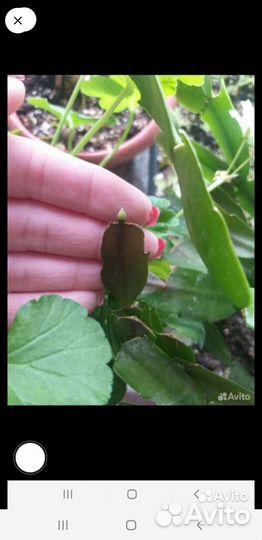 Комнатные цветы