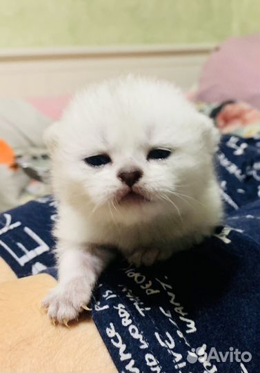 Шотладские котята