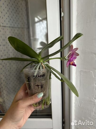 Орхидея фаленопсис от Mituo MA0565