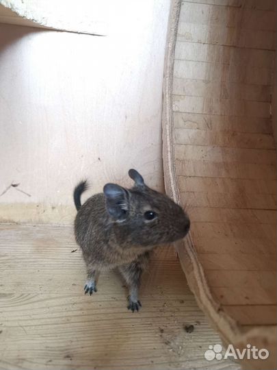 Витрина с дегу