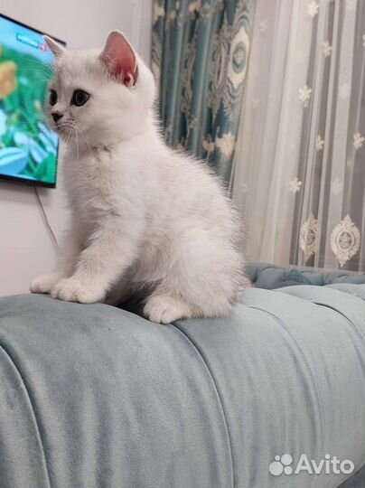 Британская короткошерстная