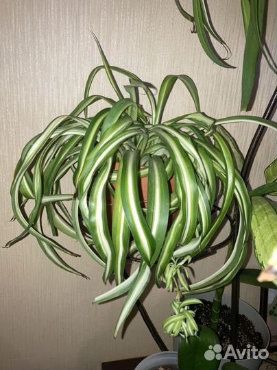 Хлорофитум кудрявый