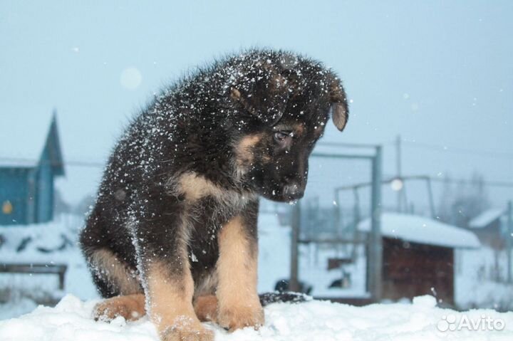 Щенок немецкой овчарки