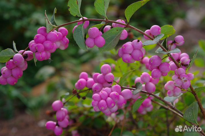 Декоративные кустарники