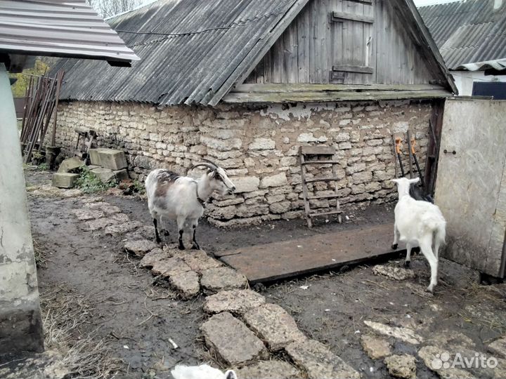 Продаются козы