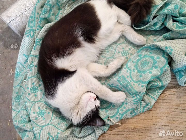 Отдам даром кошку добрая