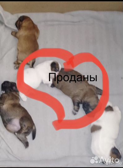 Щенки ши-тцу