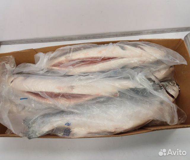 Лосось атлантический (семга), prem, HON, 5-6кг чил