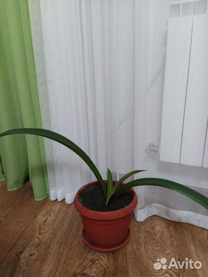 Амарилис коралловый цвет