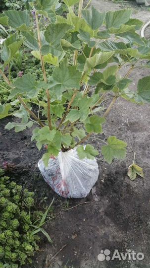 Саженцы смородина, малина, клубника