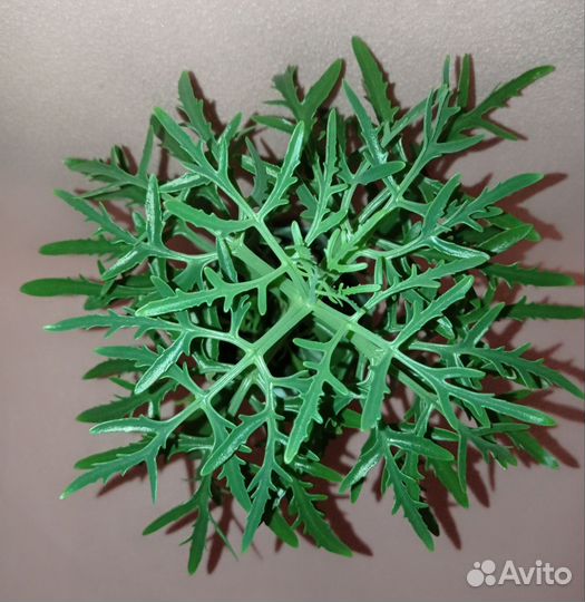 Каланхоэ дольчатое