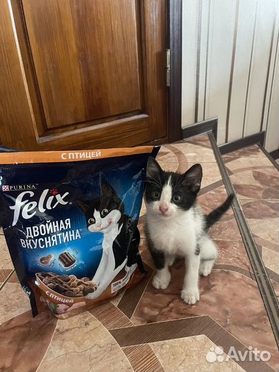 Котенок