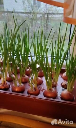 Лоток для выращивания лука