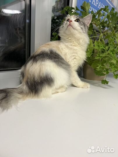Кошка в дар бесплатно