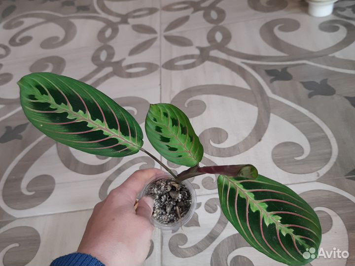 Строманта триколор, маранта триколор