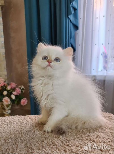 Британочка by11 33