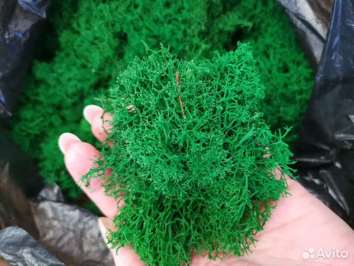 Стабилизированный мох обрезки