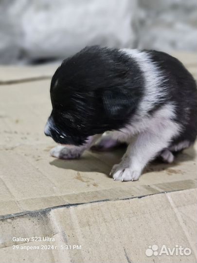 Щенки бесплатно в добрые руки
