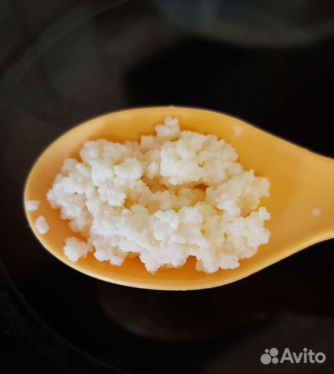 Кефирный тибетский молочный гриб