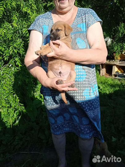 Собаки бесплатно