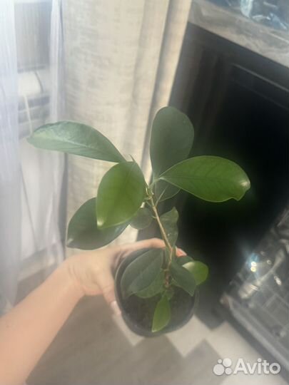 Фикус микрокарпа
