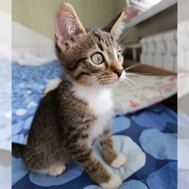 Котёнок в добрые руки