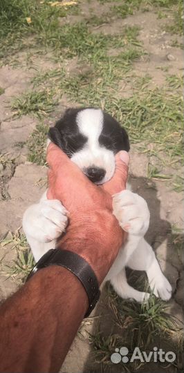 Двортерьер