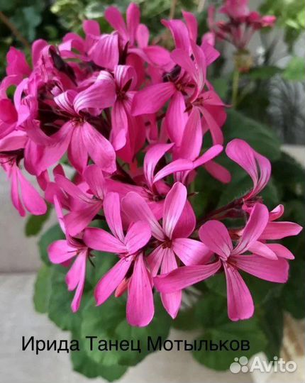 Сортовые пеларгонии