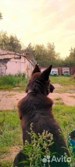 Немецкая овчарка