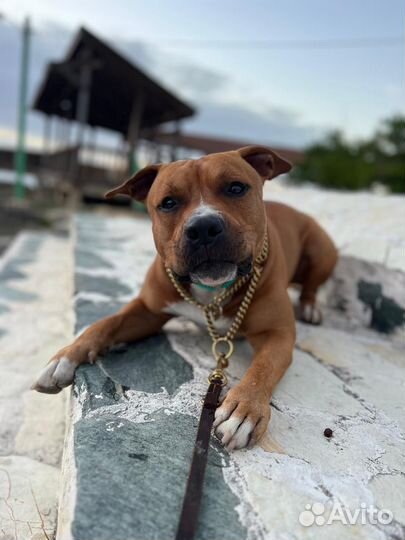 Случка американского стаффордширского терьера