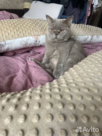 Отдам в добрые руки