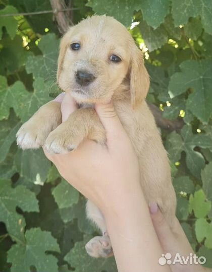 Щенки спаниеля