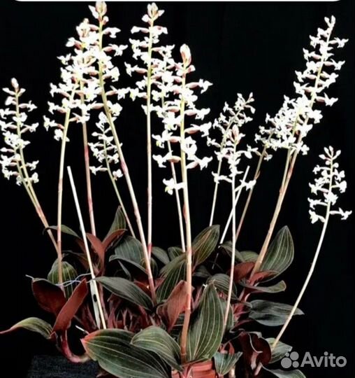 Орхидея лудизия драгоценная