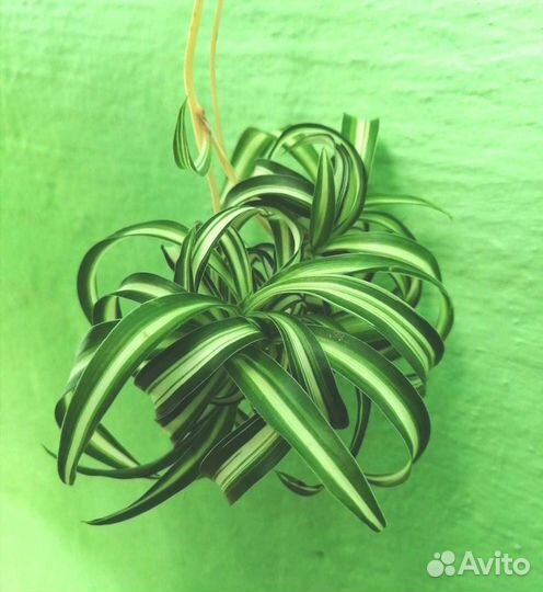 Хлорофитум кудрявый