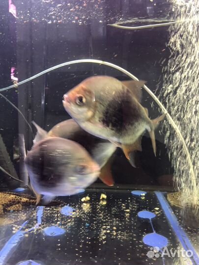 Lamax, (Ламакс ) мелеусы,метинисы