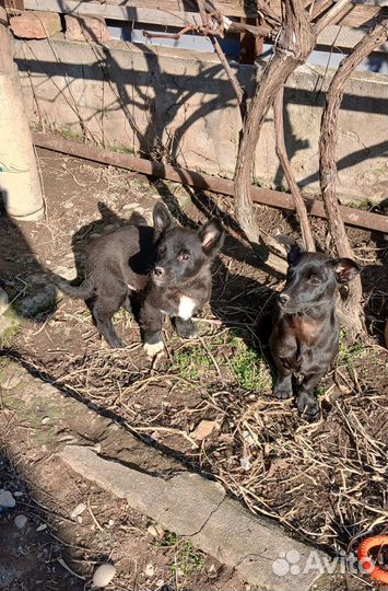 В добрые руки