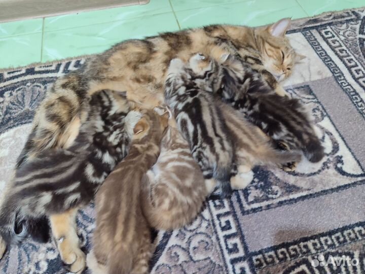 Шотландские котята