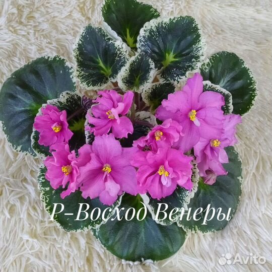 Детки сортовых фиалок